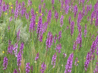 Violette Blumen